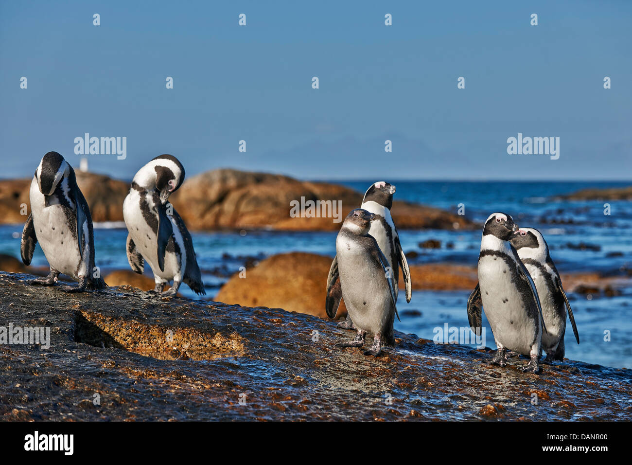 Afrikanischer Penguin, Spheniscus Demersus, Boulders Beach, Simons Town, Kapstadt, Western Cape, Südafrika Stockfoto