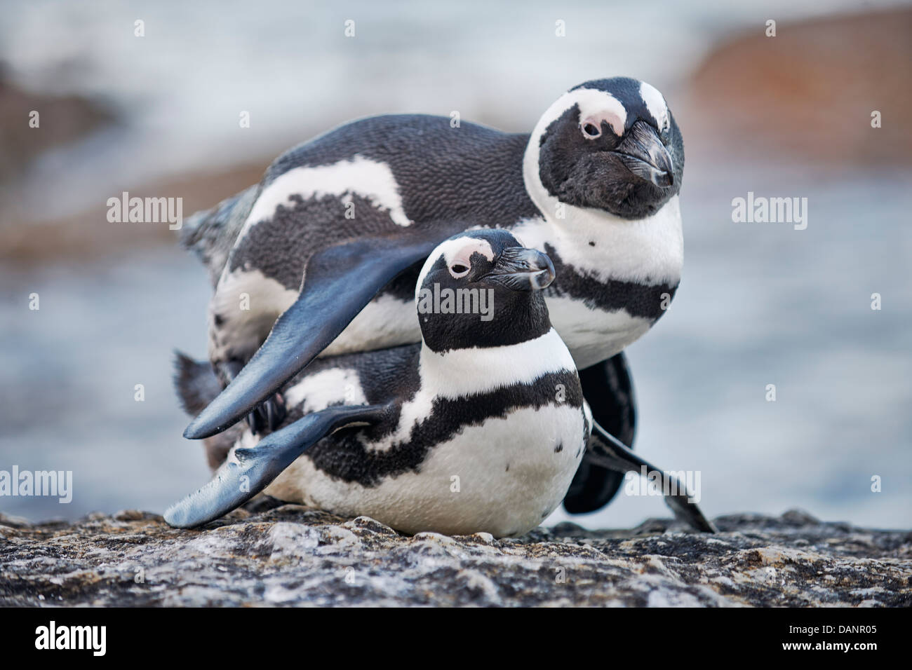 ein paar afrikanische Pinguin Paarung, Spheniscus Demersus, Boulders Beach, Simons Town, Kapstadt, Western Cape, Südafrika Stockfoto
