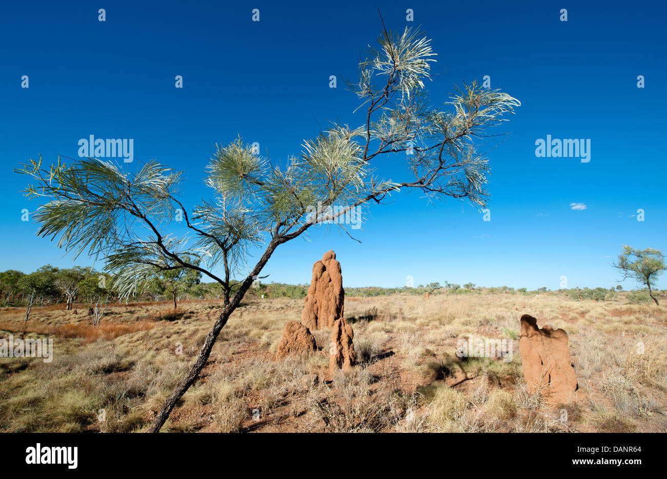 Termitenhügel im Old Town Halls Creek Ruinen, Kimberley, Western Australia Stockfoto