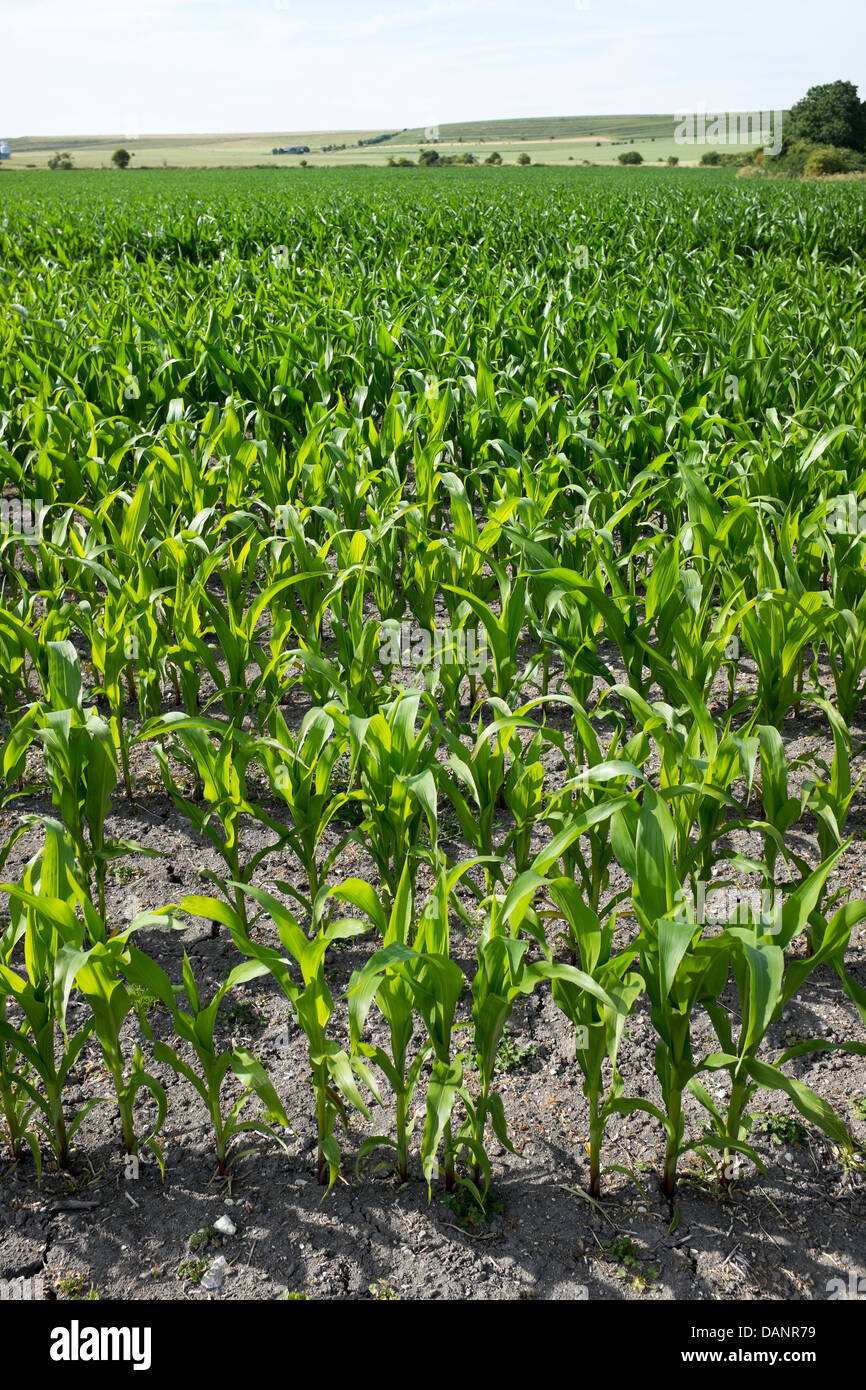 Junger Mais wächst in Feld Stockfoto