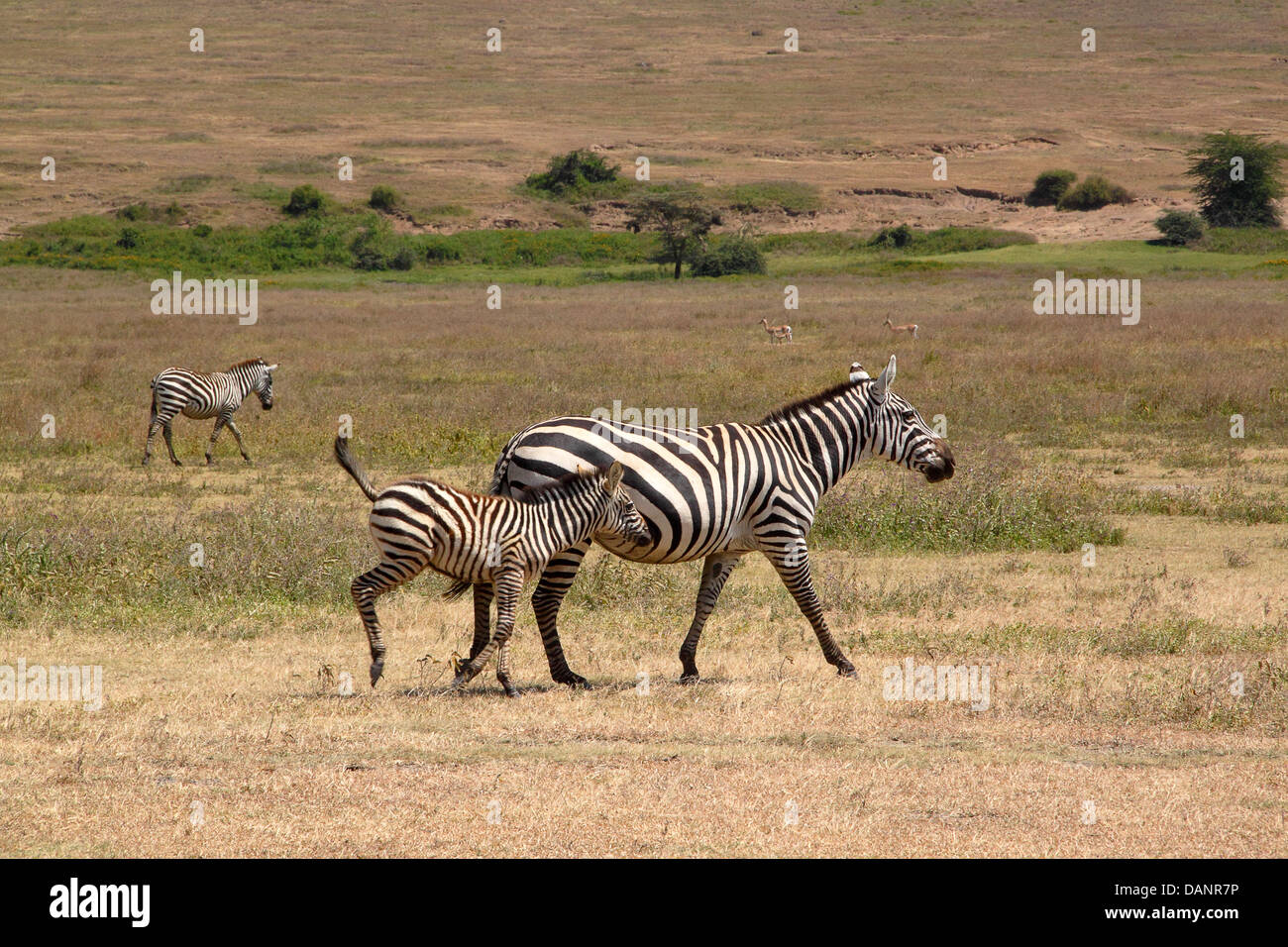 Eine gemeinsame Zebra (Equus Quagga) Trab in der Nähe der Mutter in Ngorongoro Conservation Area, Tansania Stockfoto