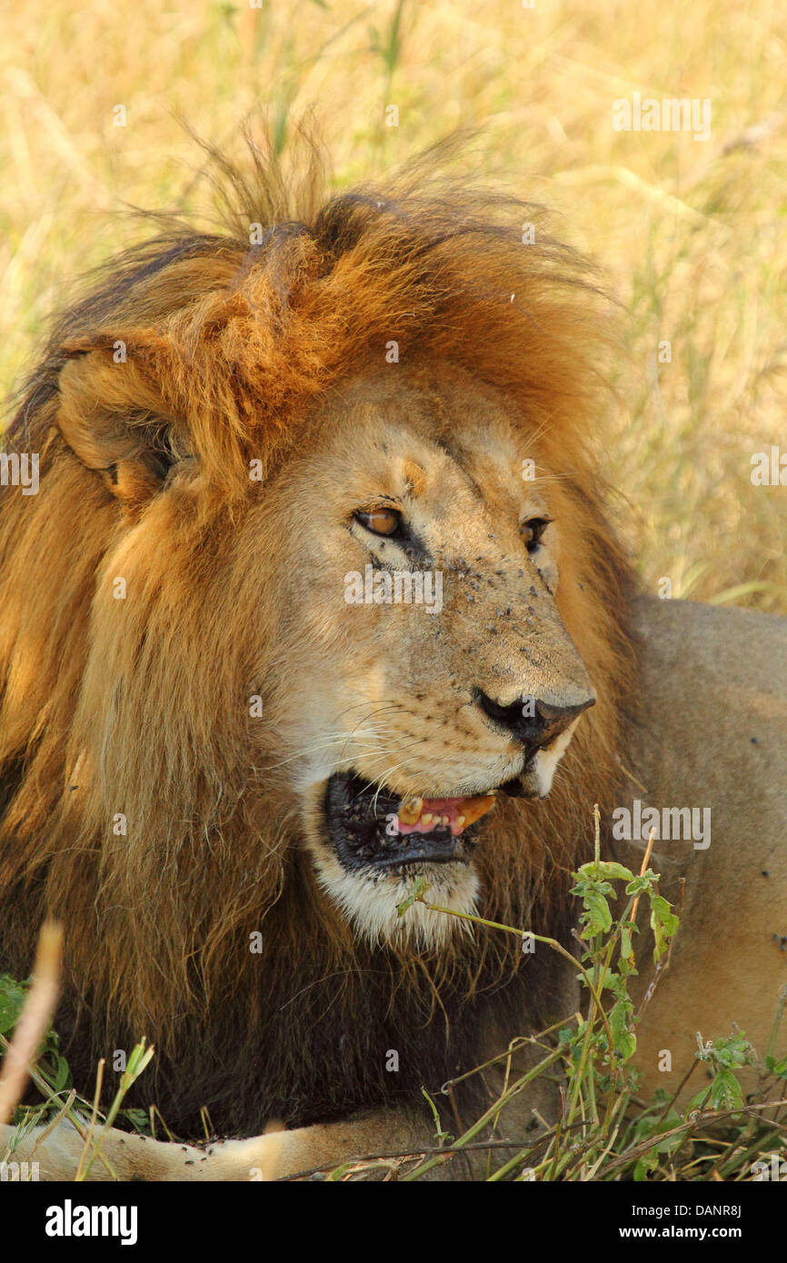 Porträt eines männlichen Löwen (Panthera Leo) von Seite Stockfoto
