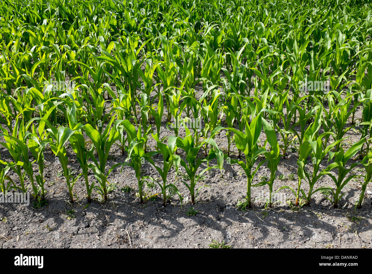 Junger Mais wächst in Feld Stockfoto