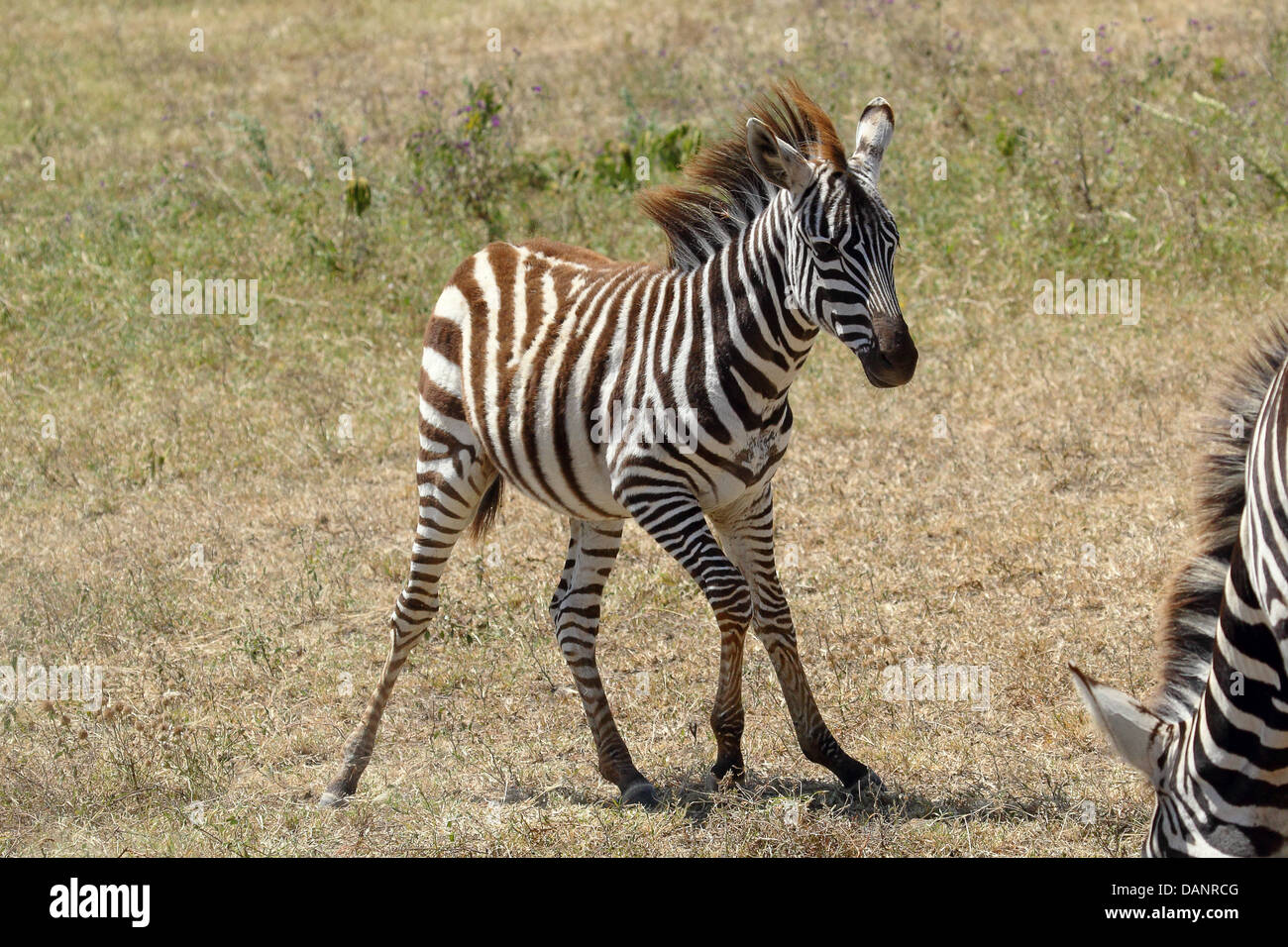 Ein unsicherer Baby Zebra (Equus Quagga) in der Nähe der Mutter Stockfoto