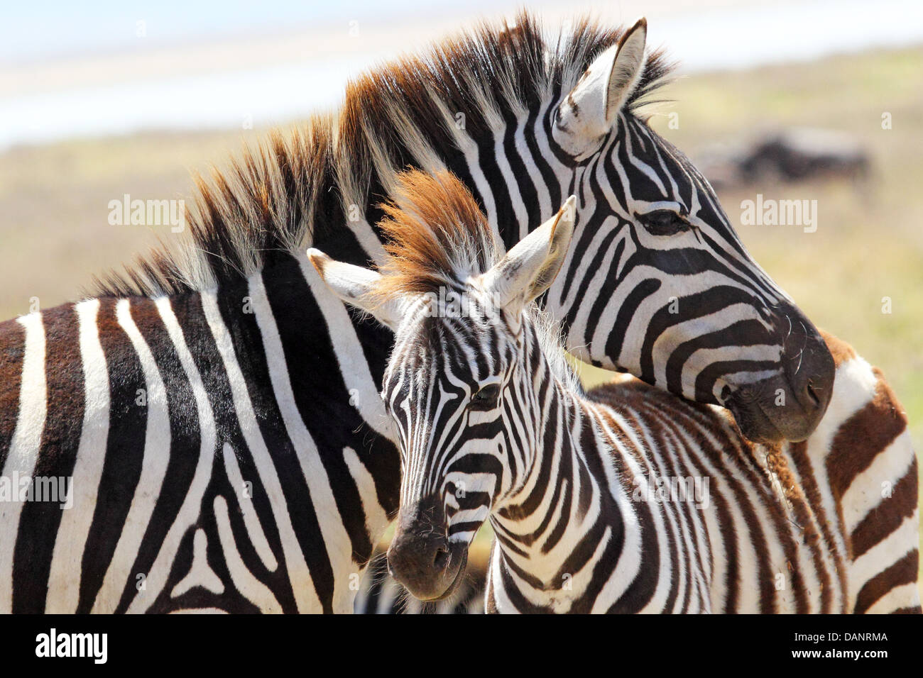 Ein Baby-Zebra (Equus Quagga) und seine Mutter in Ngorongoro Conservation Area, Tansania Stockfoto
