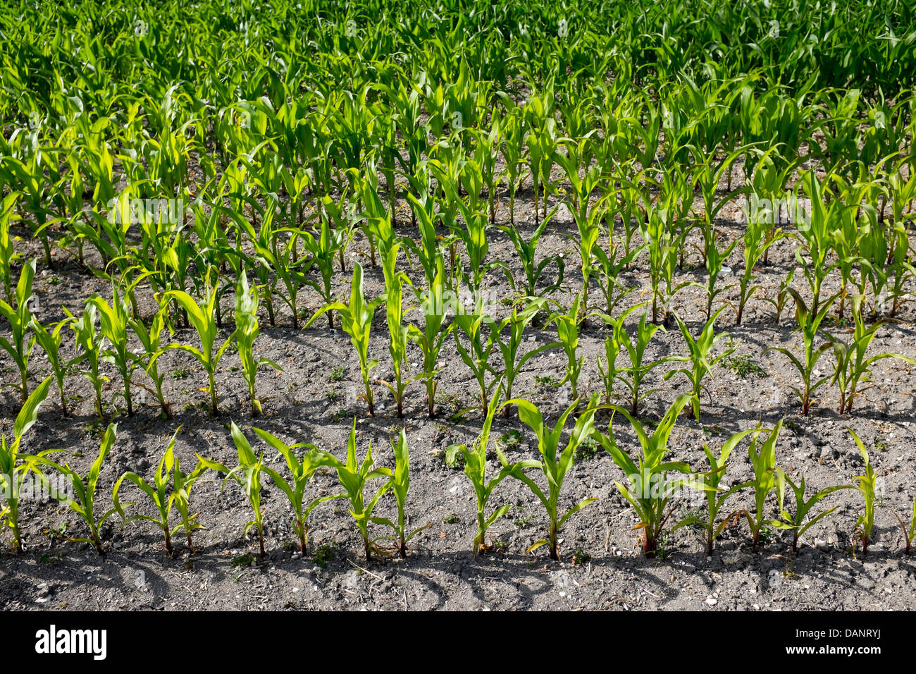 Junger Mais wächst in Feld Stockfoto