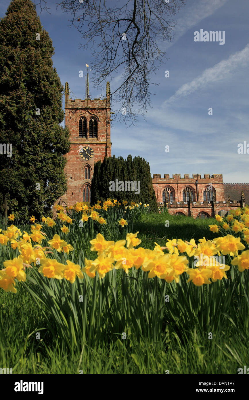 Holy Trinity Church, Eccleshall, Staffordshire mit Narzissen im Frühjahr. Stockfoto