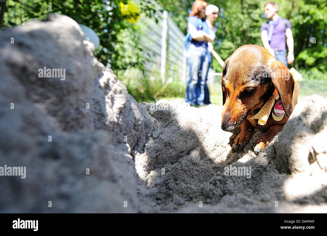 hund kaufen münchen