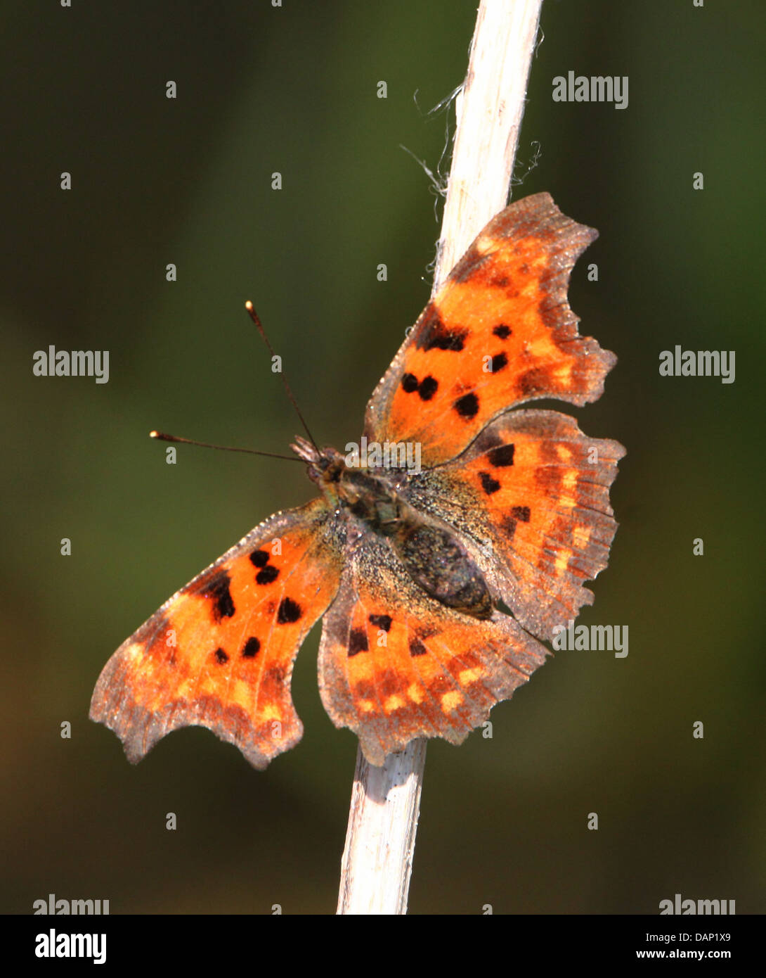 Komma Schmetterling (Polygonia c-Album) Stockfoto