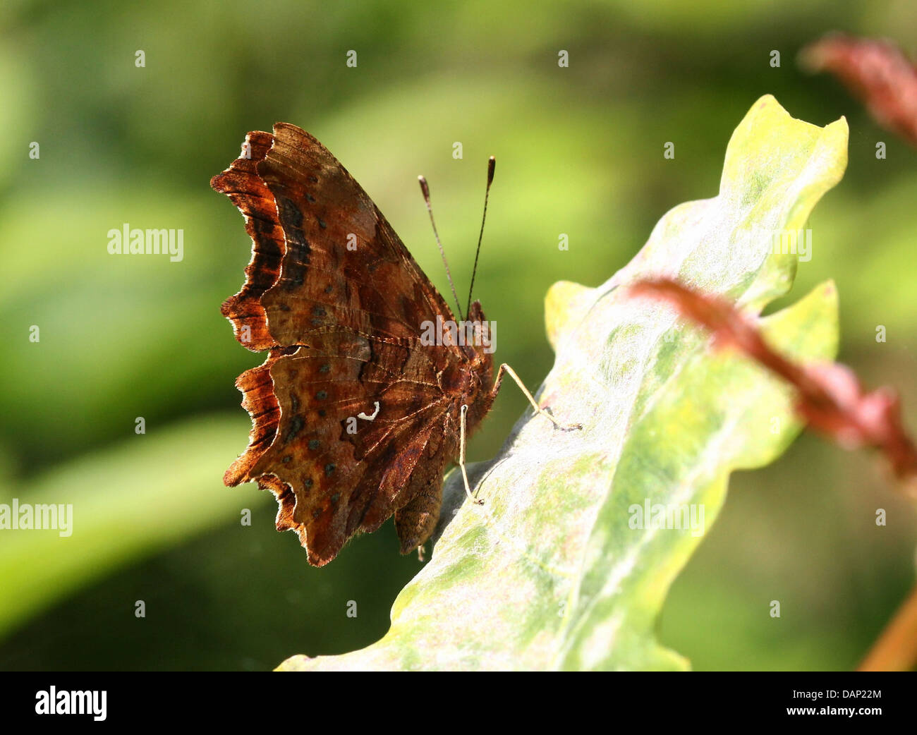 Komma Schmetterling (Polygonia c-Album) posiert auf einem Blatt mit Flügeln geschlossen (über 40 Detaillierte Makroaufnahmen in Serie) Stockfoto