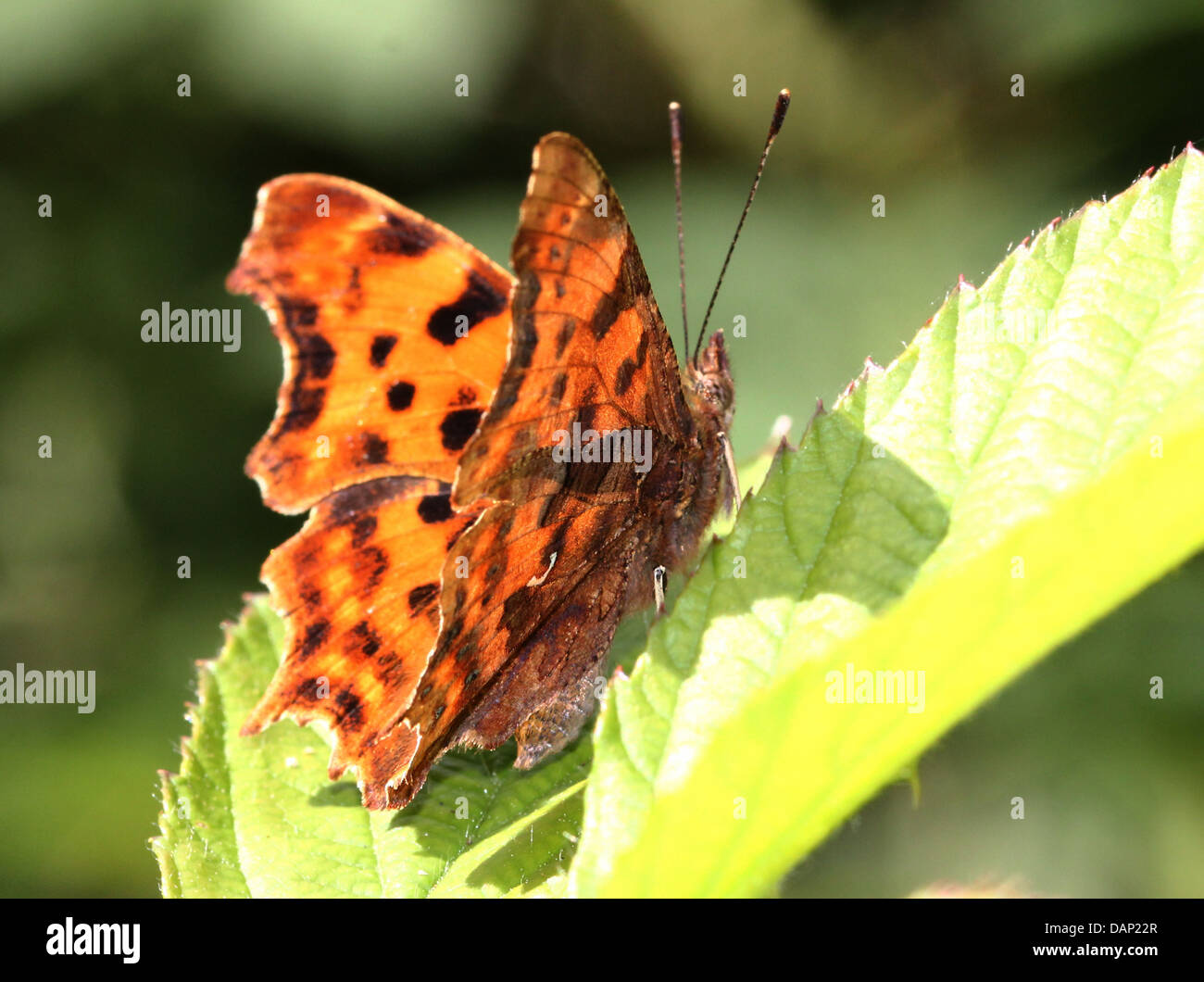Komma Schmetterling (Polygonia c-Album) posiert auf einem Blatt mit halb geöffneten Flügeln Stockfoto