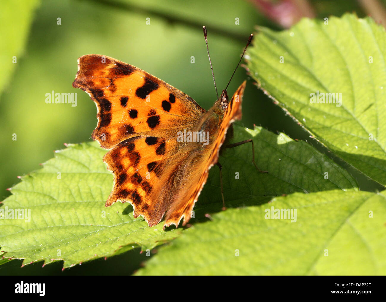 Komma Schmetterling (Polygonia c-Album) posiert auf einem Blatt mit halb geöffneten Flügeln Stockfoto