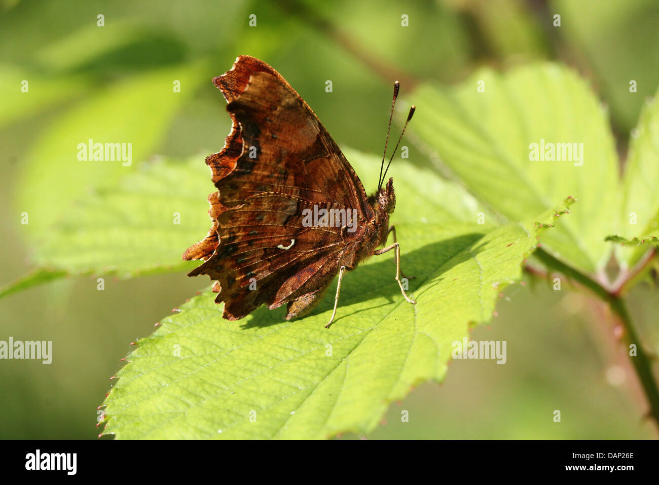 Komma Schmetterling (Polygonia c-Album) posiert auf einem Blatt mit halb geöffneten Flügeln Stockfoto