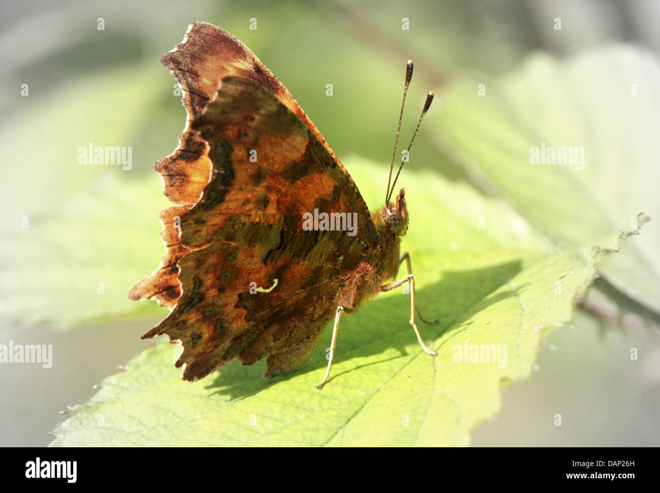 Komma Schmetterling (Polygonia c-Album) posiert auf einem Blatt mit halb geöffneten Flügeln Stockfoto