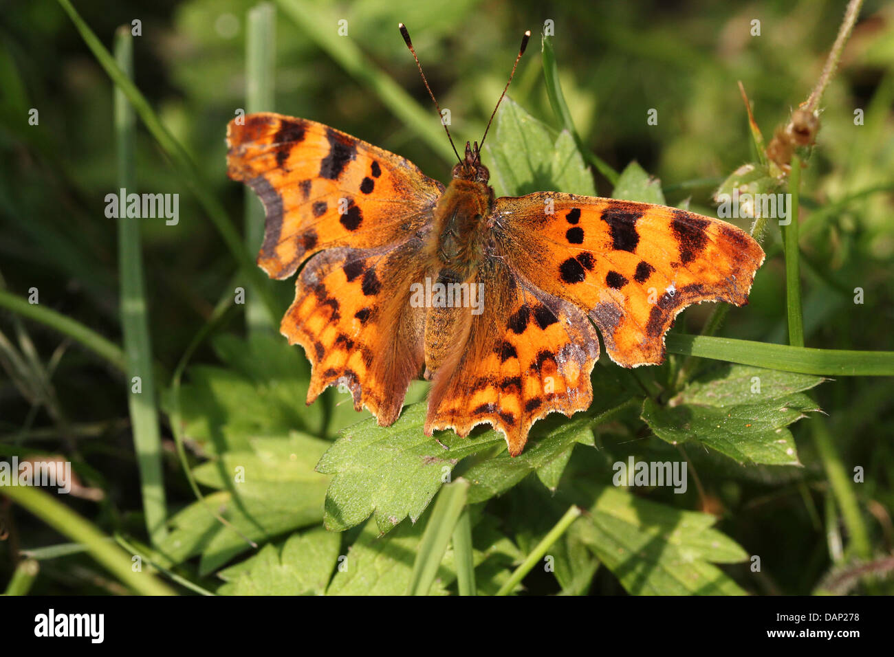 Komma Schmetterling (Polygonia c-Album) posiert auf einem Blatt mit Flügeln öffnen (über 40 Detaillierte Makroaufnahmen in Serie) Stockfoto