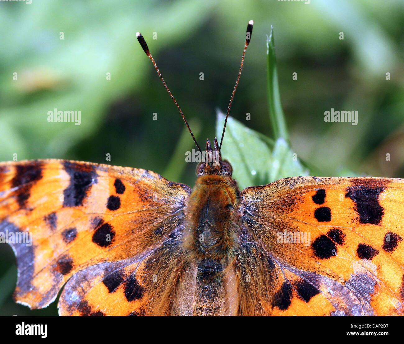 Sehr detaillierte Nahaufnahme von der Leiter, Antennen und der oberen Körper eines Komma Schmetterlings (Polygonia c-Album) Stockfoto
