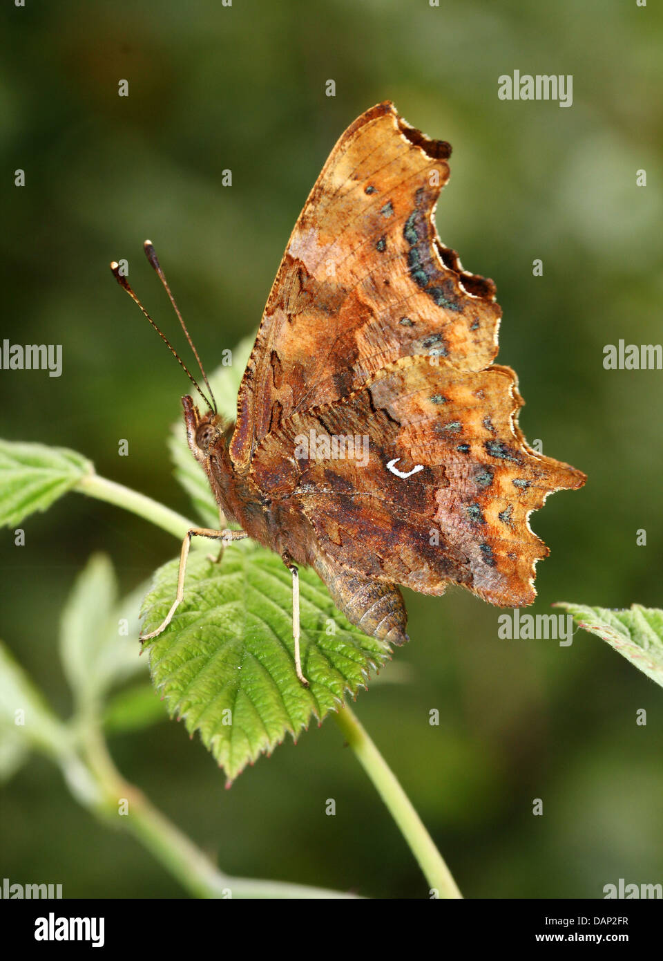 Komma Schmetterling (Polygonia c-Album) posiert auf einem Blatt mit Flügeln geschlossen Stockfoto