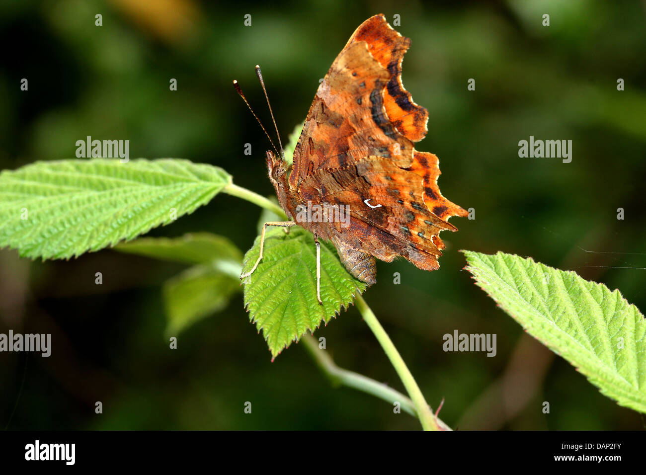 Komma Schmetterling (Polygonia c-Album) posiert auf einem Blatt mit halb geöffneten Flügeln Stockfoto