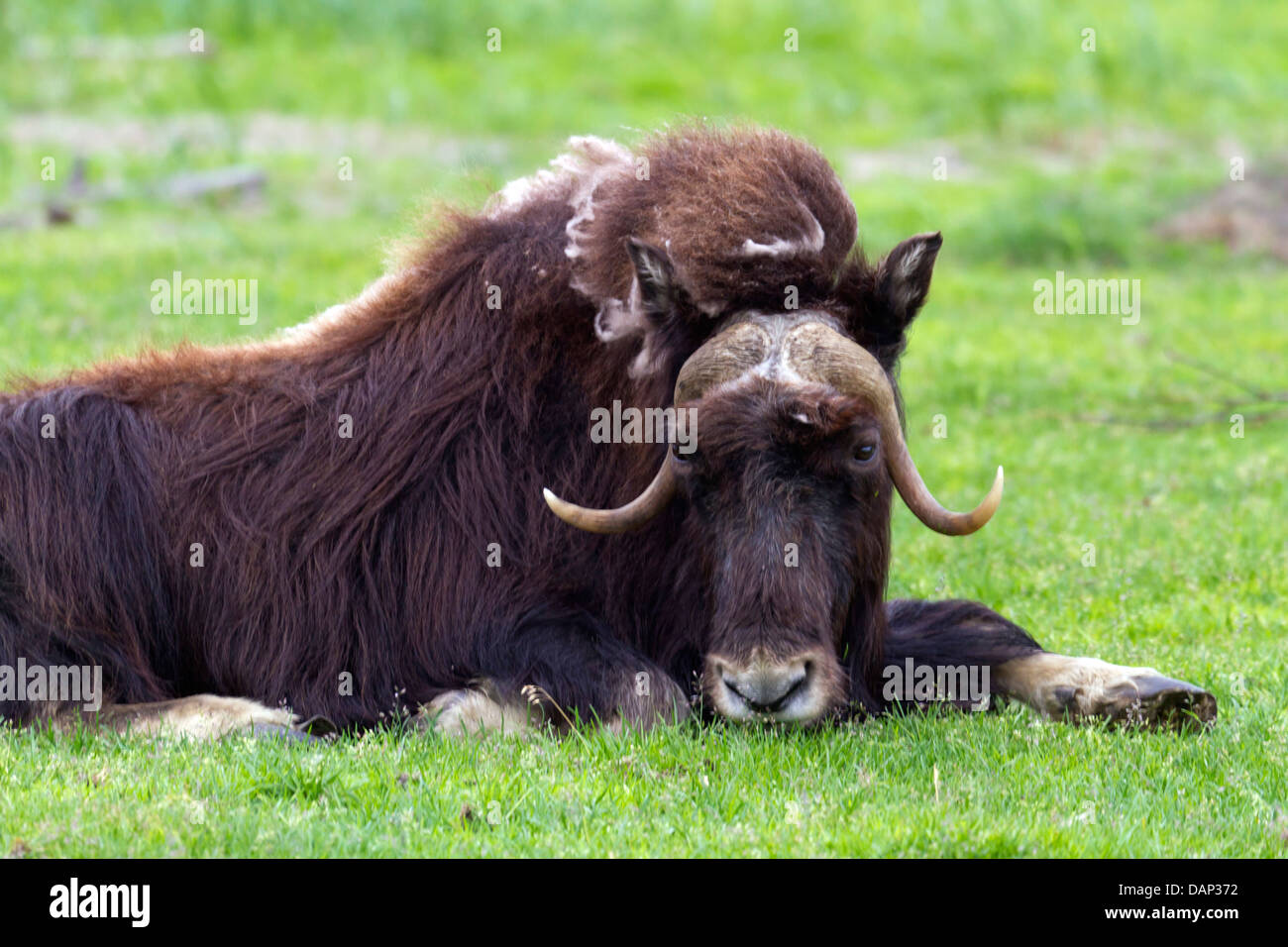 Moschusochsen Stockfoto