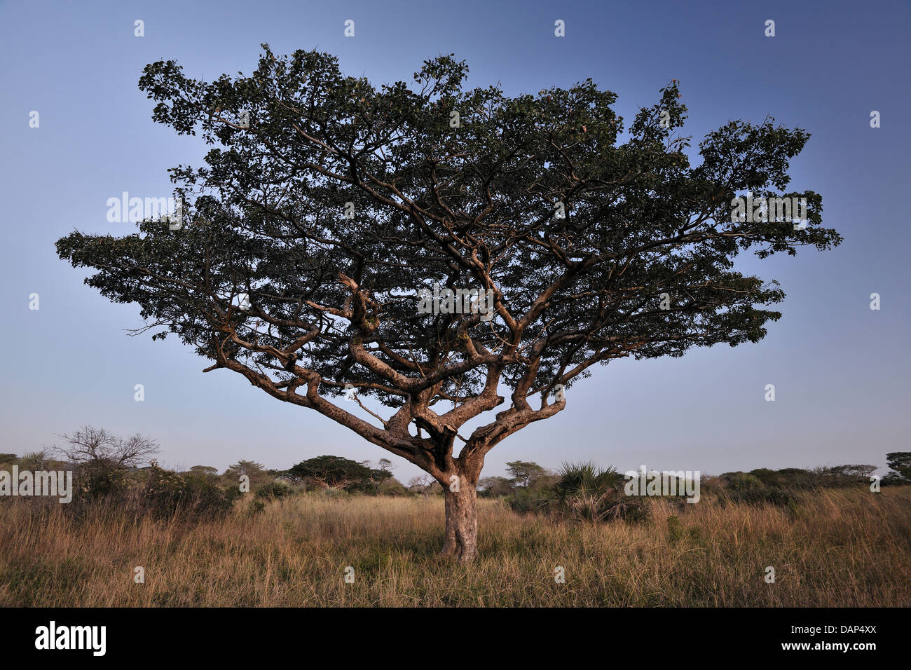 Ein Pod Mahagoni Baum im Tembe Elephant Park, Südafrika Stockfoto