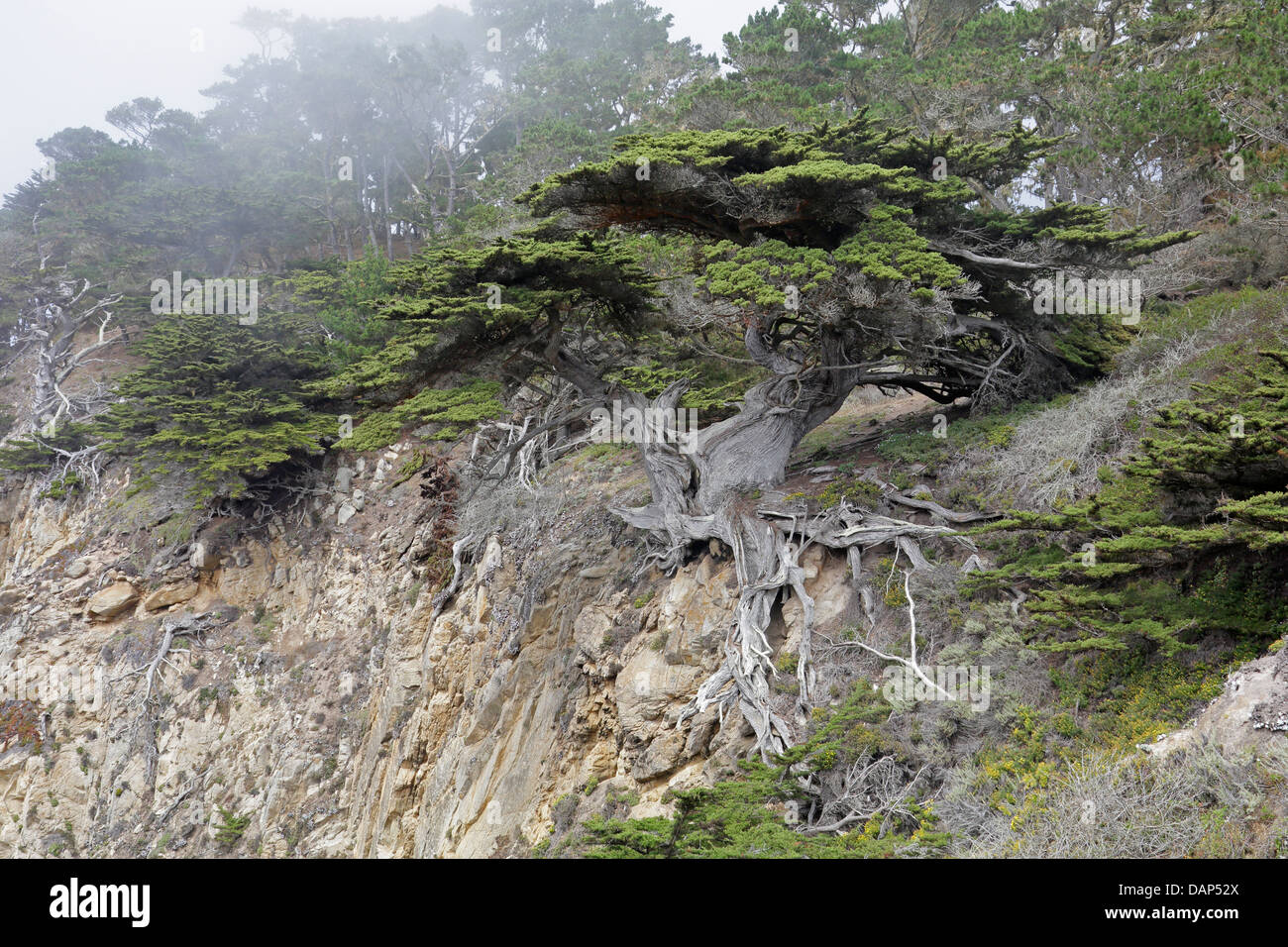 Veteran Zypresse im Nebel am Point Lobos Stockfoto