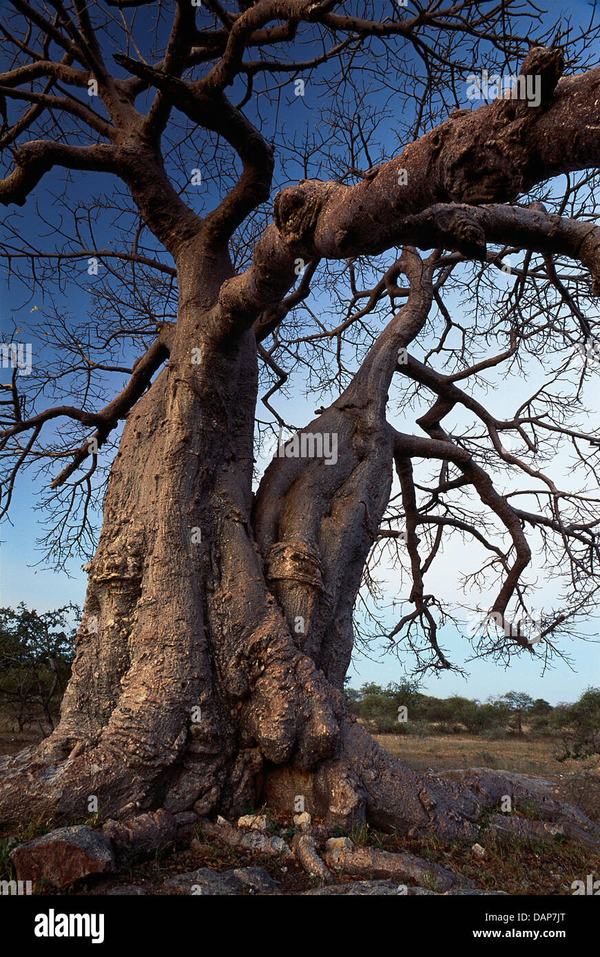 Baobab-Baum in der Nähe tanken Stockfoto