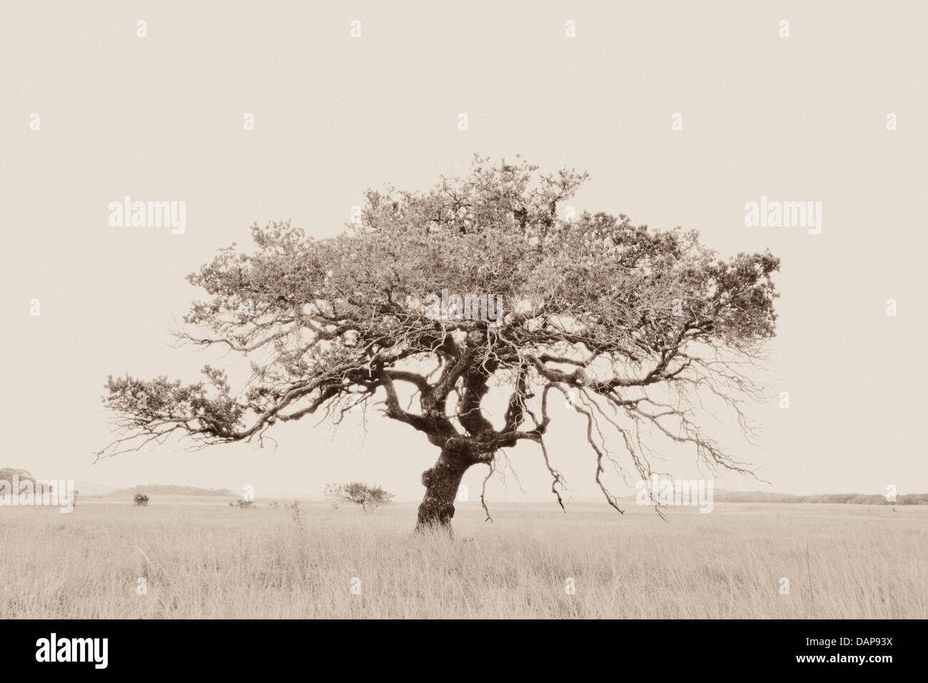Ein Bildkontrast s/w-Foto von einem Waterberry Baum in Maputo Special Reserve, Mosambik Stockfoto