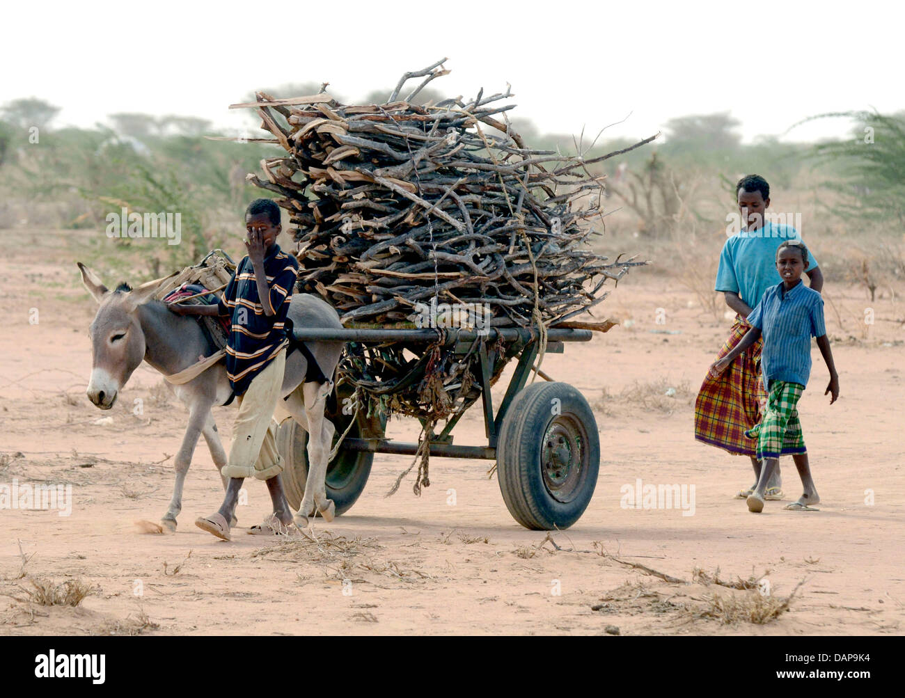 Jungen haben Brennholz in einem Flüchtlingslager in Dadaab in Kenia 4. August 2011 gesammelt. Somalia und Kenia durch eines der schlimmsten Dürren und Hungersnöte in sechs Jahrzehnten getroffen worden, mehr als 350 000 Flüchtlinge Unterschlupf gefunden haben, in der weltweit größten Flüchtlingslager. Foto: Boris Roessler Stockfoto