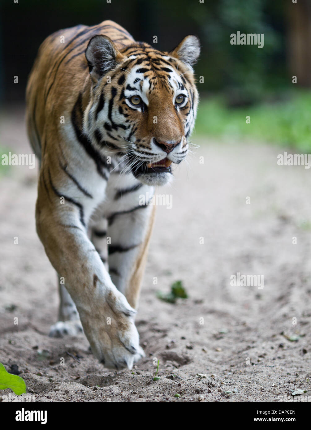 Der sibirische Tiger "Colina" ist im Zoo in Magdeburg, Deutschland, 11. August 2011 abgebildet. Der Tiger ging in den Zoo Berlin Friedrichsfelde im Dezember 2010 erfolgreich mit Tiger Darius zu Paaren. Foto: JENS WOLF Stockfoto