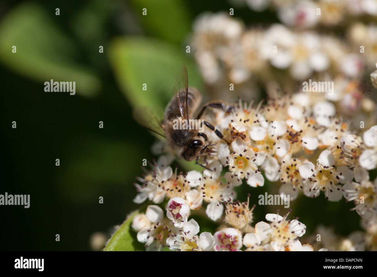 Nahrungssuche Biene auf Zwergmispel Blumen im Licht Sommergarten Stockfoto