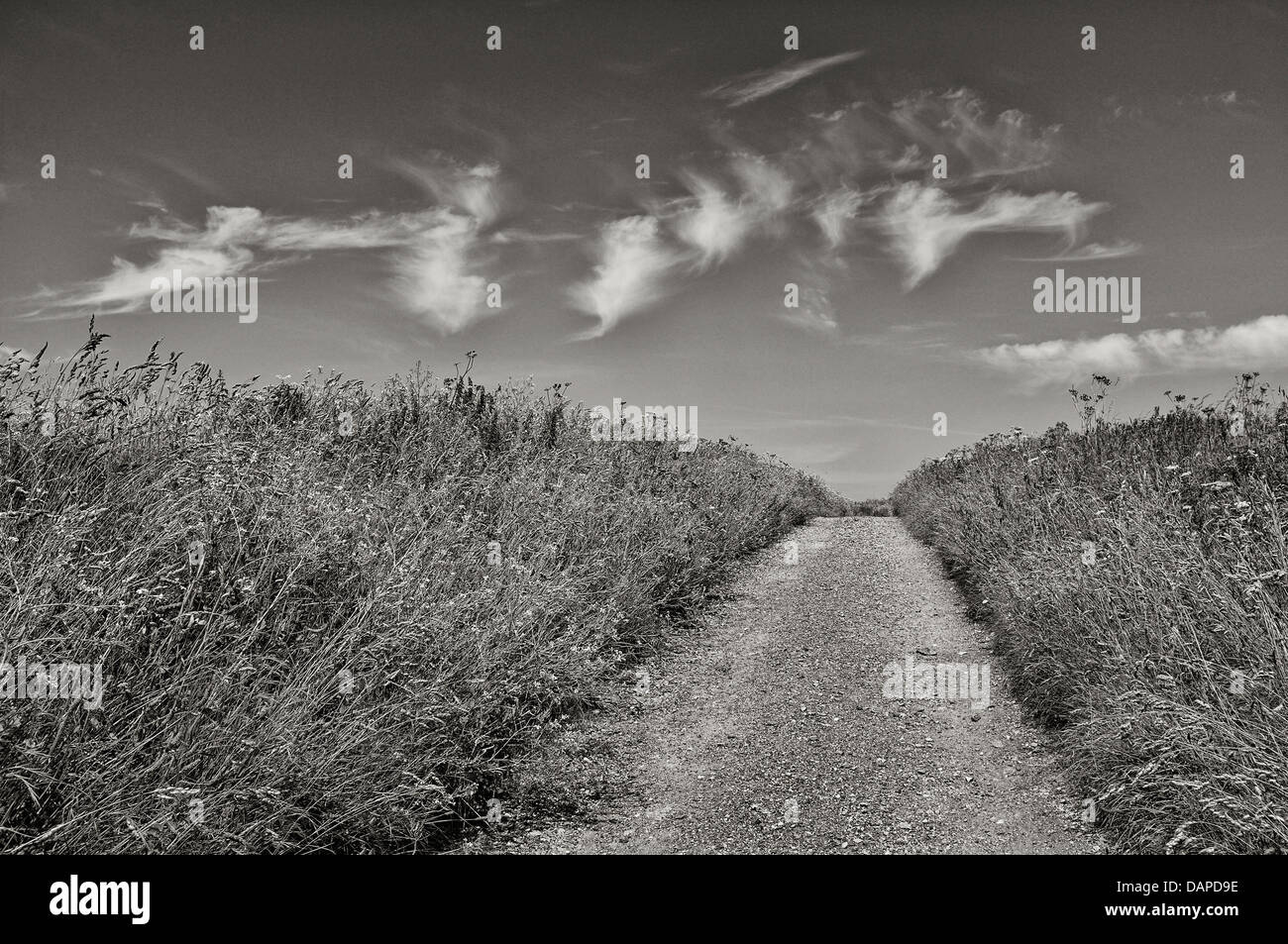 Ein leerer Pfad in Cornwall Stockfoto