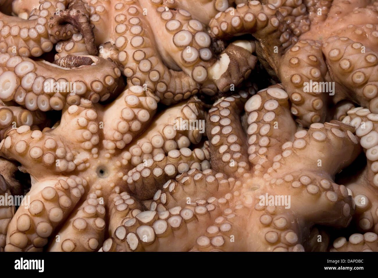 Frische Tintenfische auf dem Display auf dem Fischmarkt in Venedig, Italien. Stockfoto