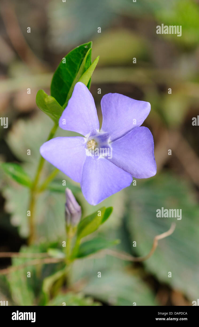 Kleine blaue Blume auf grünem Hintergrund Stockfoto