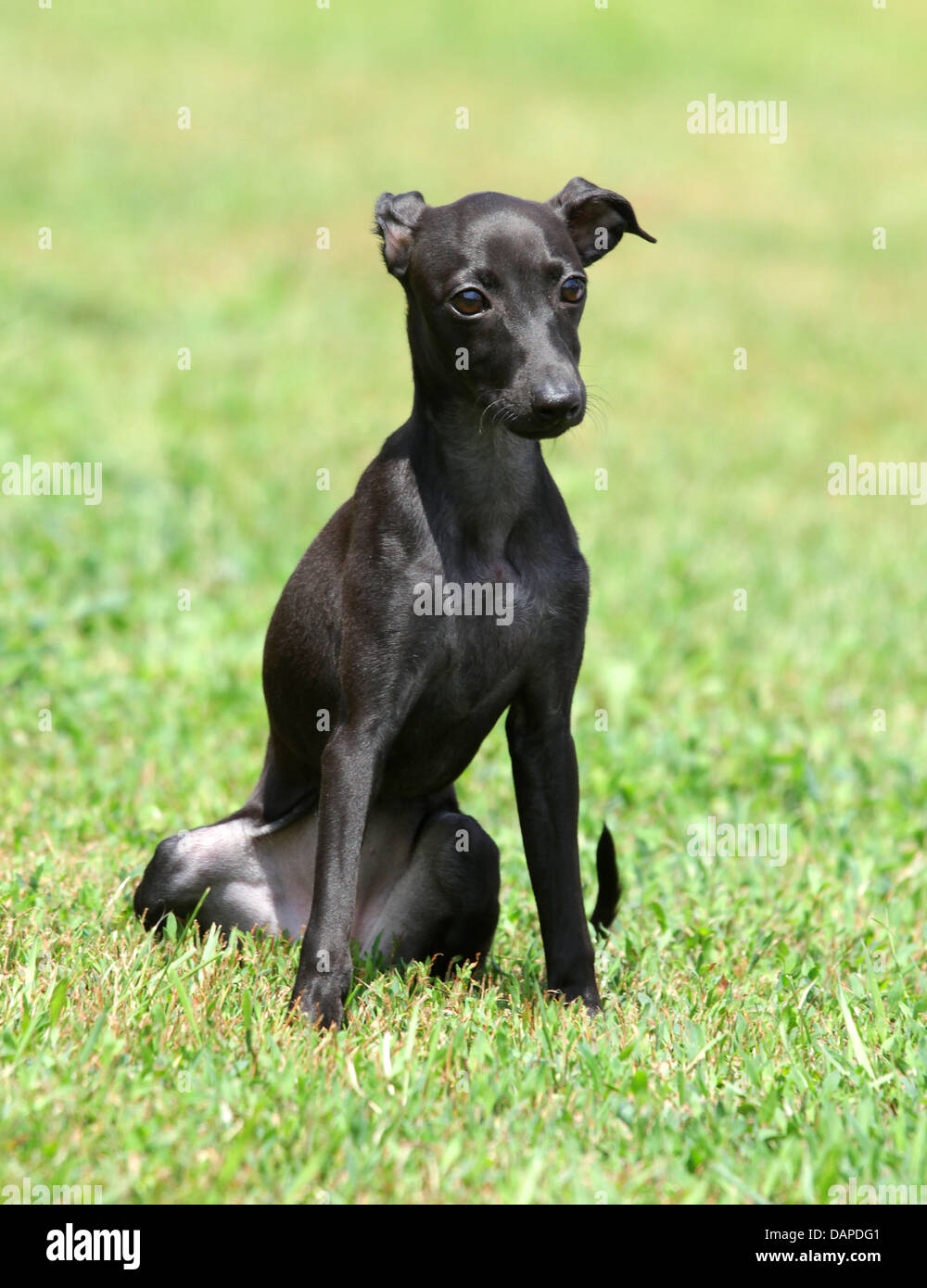 Italian Greyhound Miniature Dog Stockfotos Und Bilder Kaufen Alamy