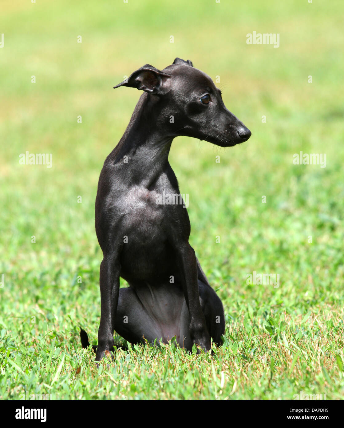 Italian Greyhound Miniature Dog Stockfotos Und Bilder Kaufen Alamy
