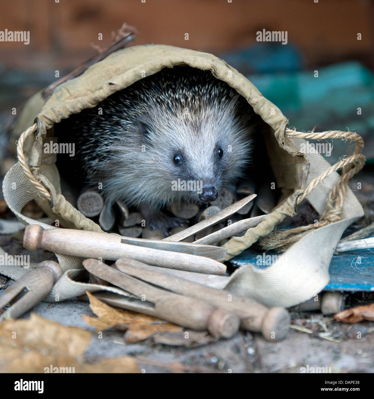 Igel Nest Stockfotos und bilder Kaufen Alamy