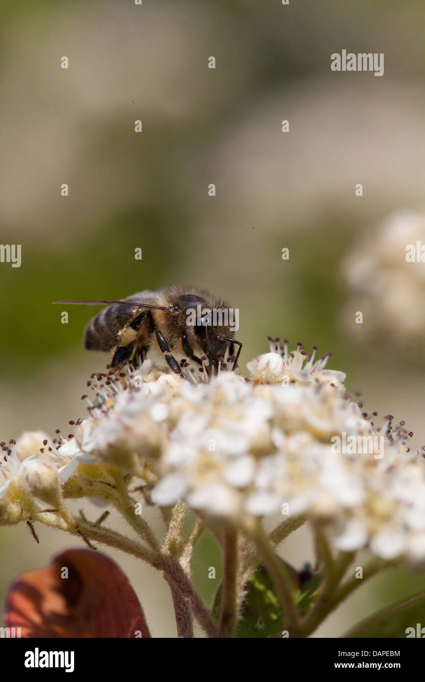 Nahrungssuche Biene auf Zwergmispel Blumen im Licht Sommergarten Stockfoto