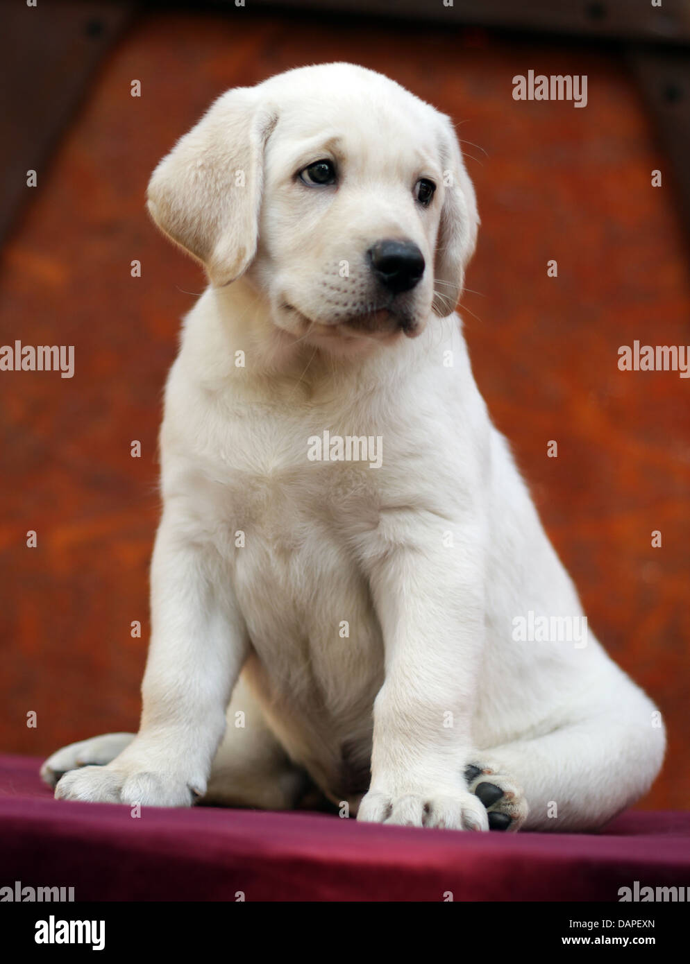 Gelber Labrador Welpe Stockfotografie Alamy