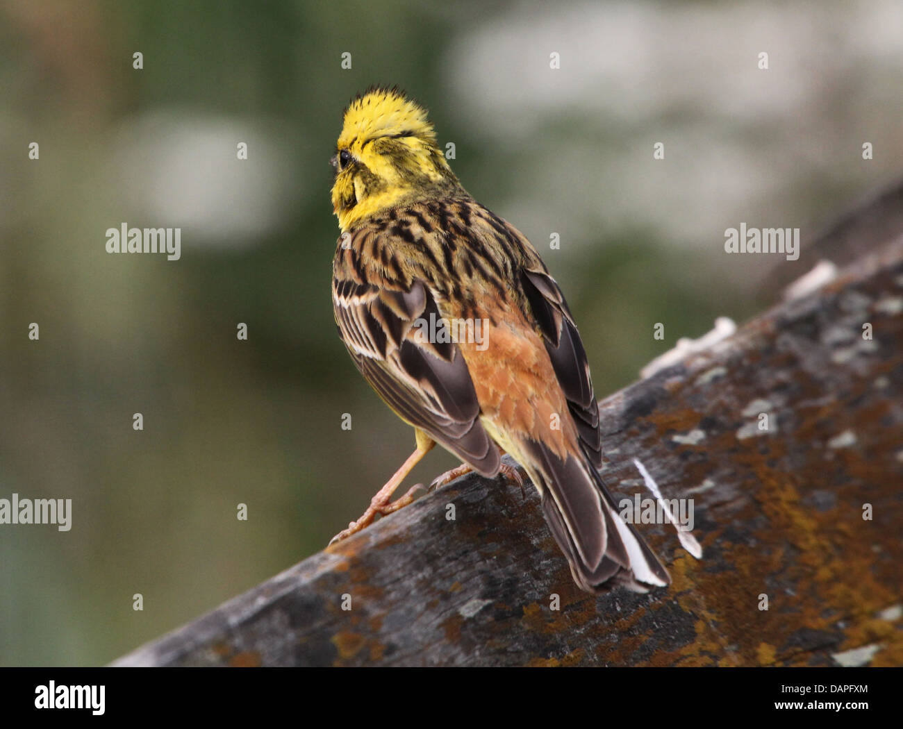 Nahaufnahme von einem männlichen Goldammer (Emberiza Citrinella) im Lied (Serie von 10 Bilder) Stockfoto