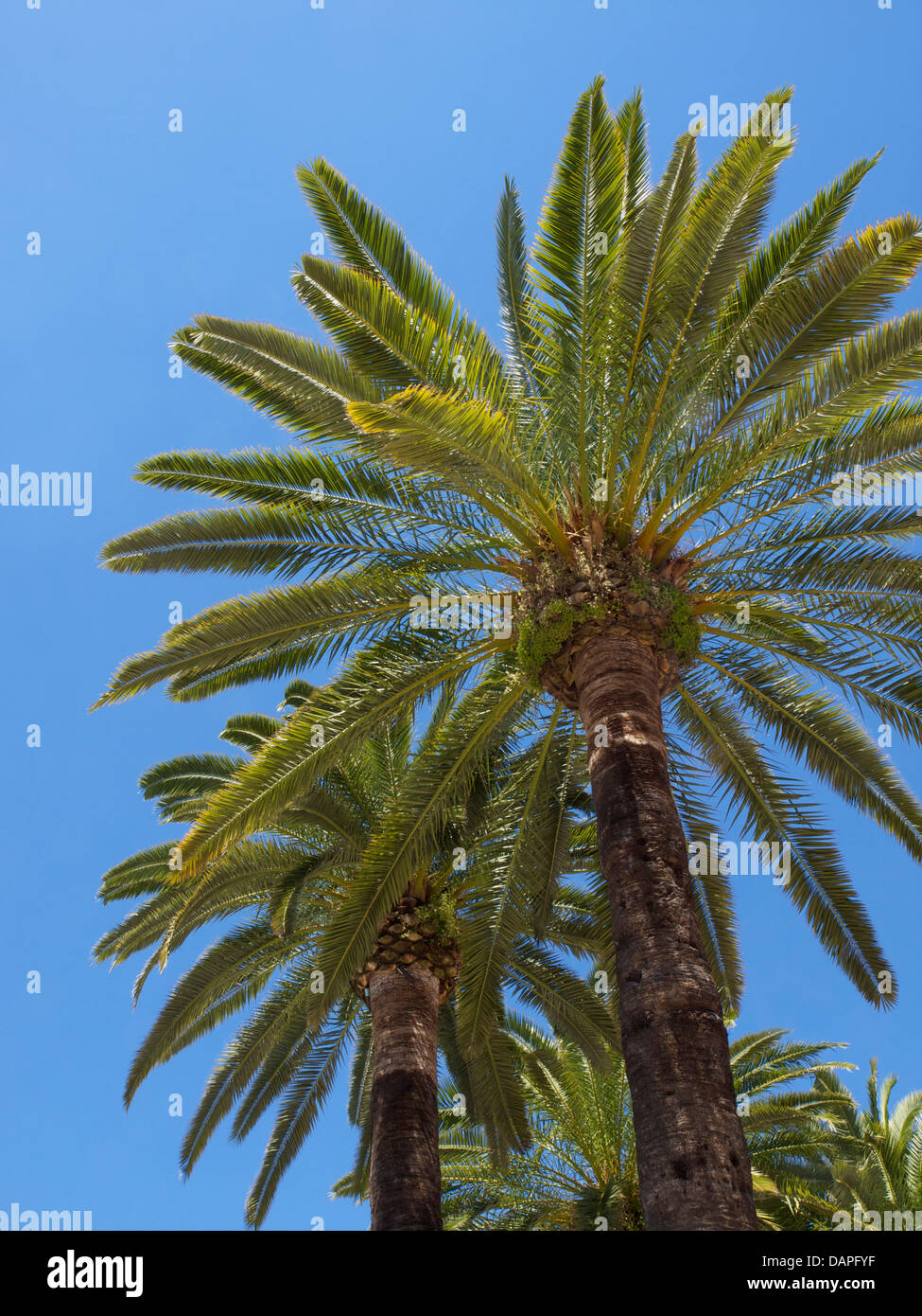 Palmen vor einem strahlend blauen Himmel in Ayamonte, Spanien Stockfoto