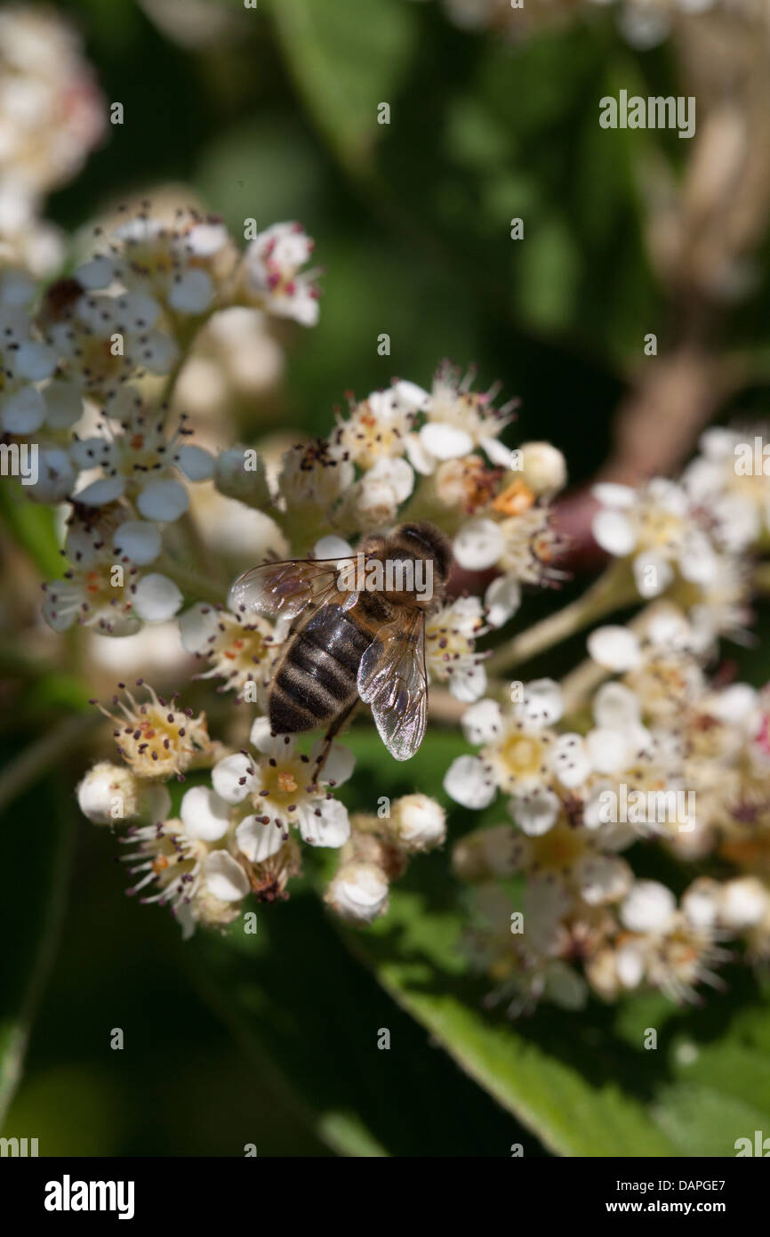 Nahrungssuche Biene auf Zwergmispel Blumen im Licht Sommergarten Stockfoto