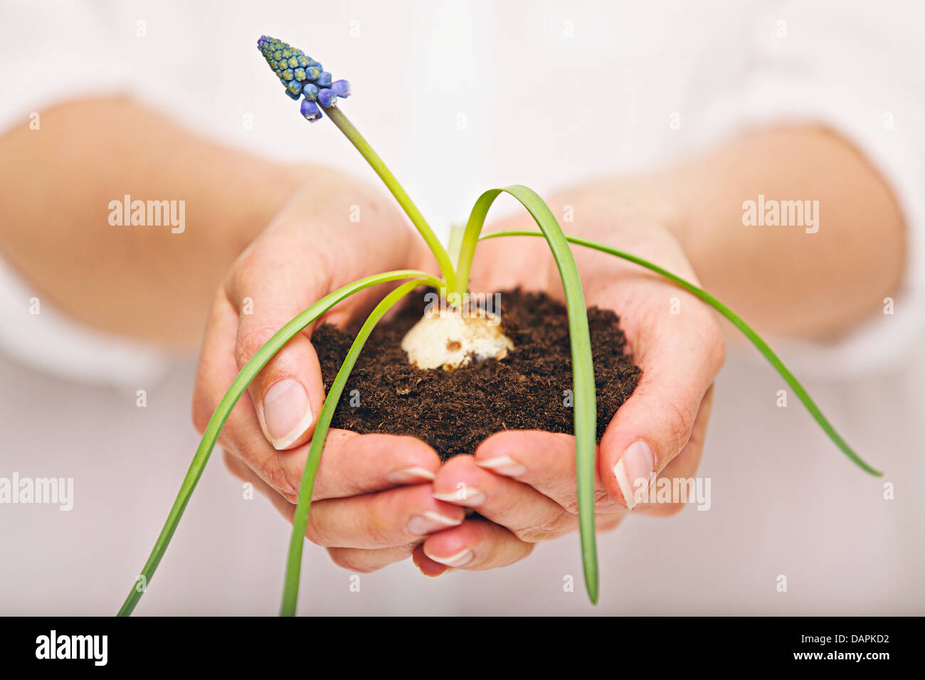 Frau hält einen Boden mit wachsender Zwiebelpflanze Stockfoto