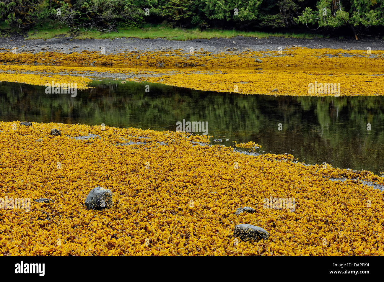 Algen-Betten bei Ebbe Haida Gwaii Haanas National Park in British Columbia Kanada Stockfoto