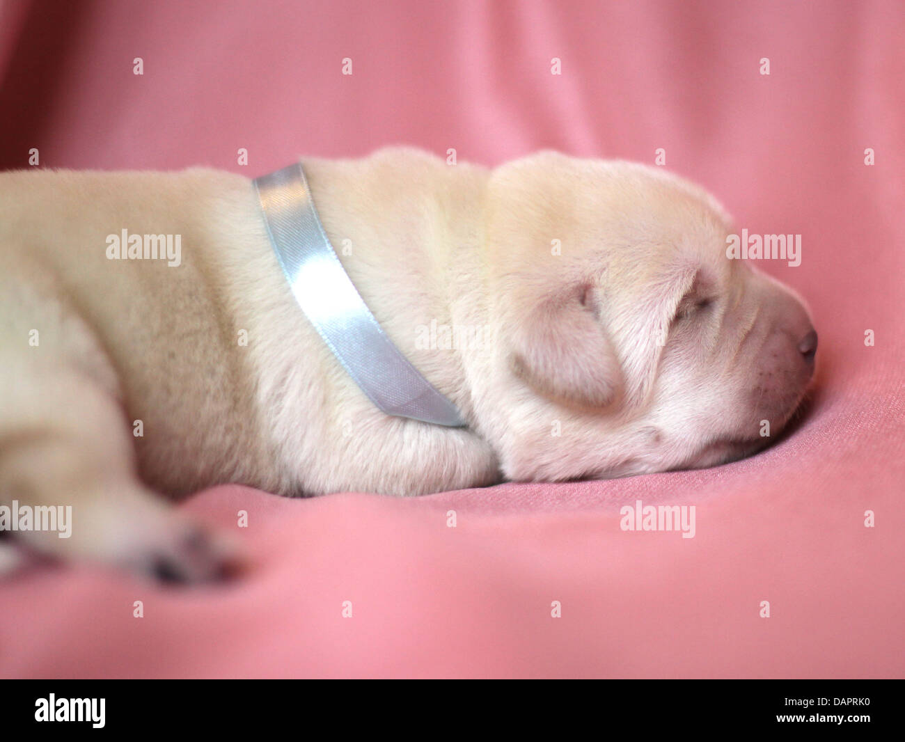 Neugeborenen gelbe Labrador-Welpe schlafend auf rosa Hintergrund Stockfoto