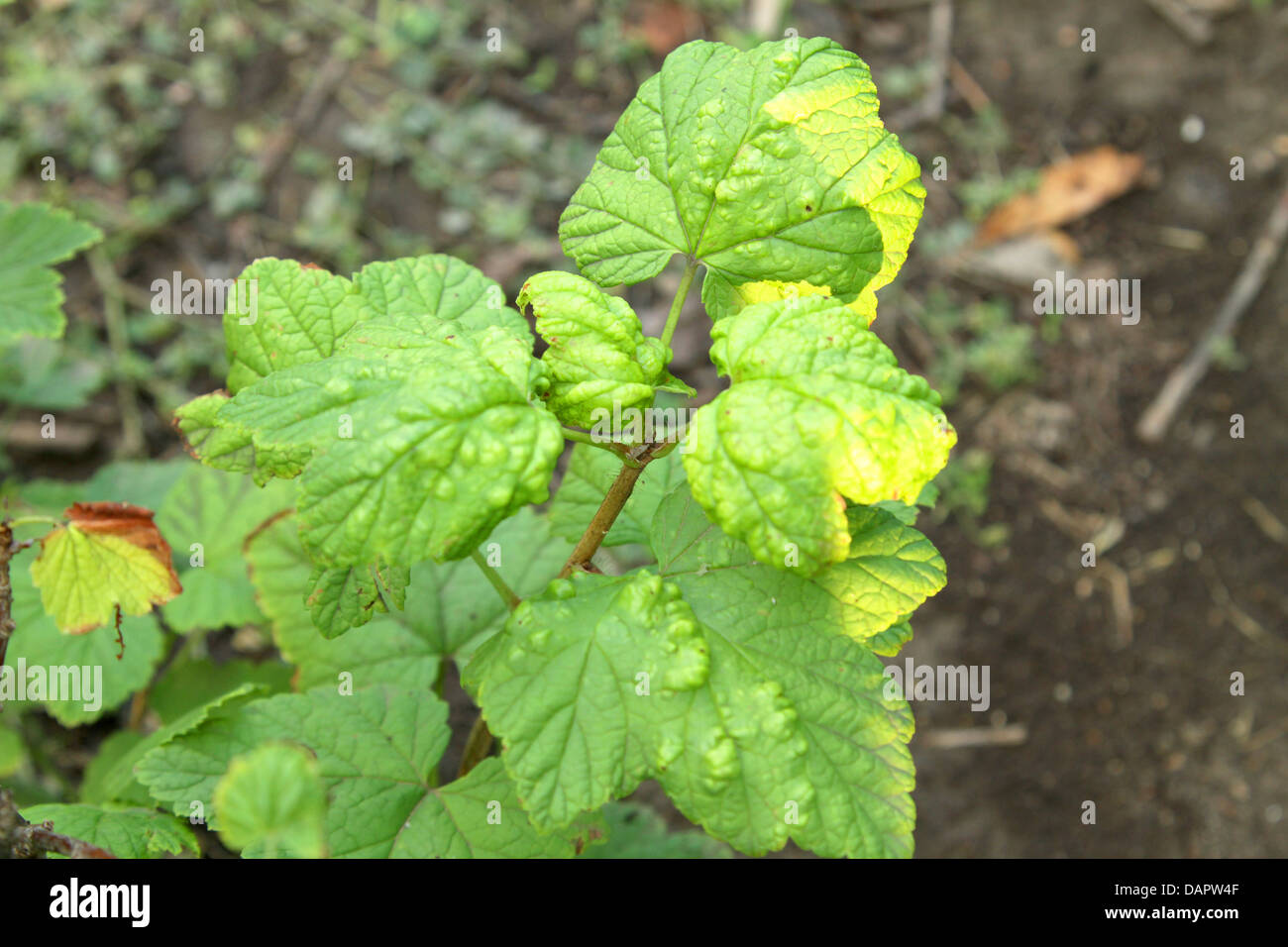 Kranke Blätter der Johannisbeere von Zecken im Sommer Stockfoto