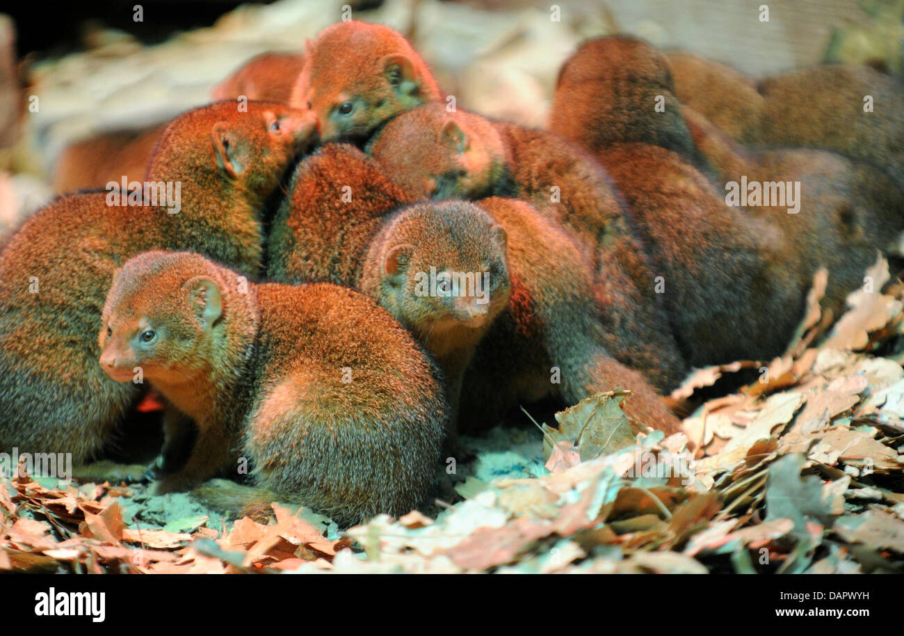 Gemeinsamen Zwerg Mangusten lag unter einer Infrarotlampe im Zoo in Berlin, Deutschland, 2. September 2011. Die Mogooses Leben in Gruppen von bis zu 20 Tieren und Eiern, Insekten, kleinen Wirbeltieren Obst zu essen. Die Packung sind immer unter der Leitung von das älteste Weibchen und die It bricht nach ihrem Tod. Foto: Soeren Stache Stockfoto