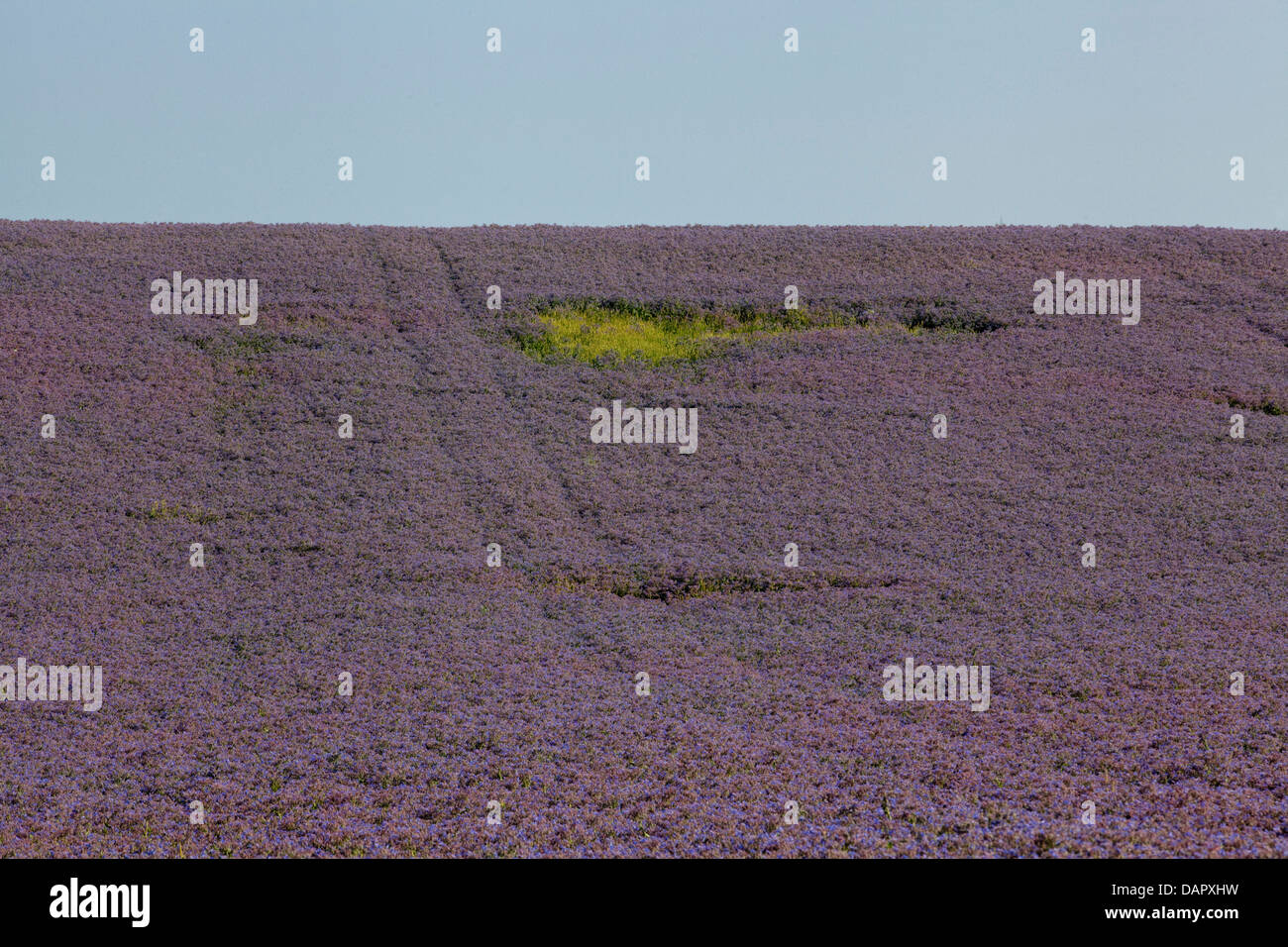 Borretsch Feld Borrango Officinalis auch bekannt als starflower Stockfoto