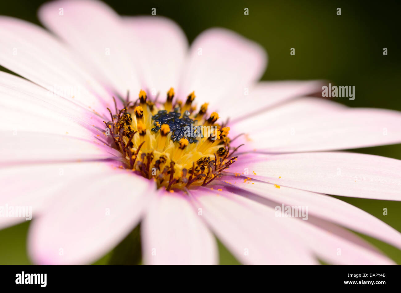 1 rosa Blüte Osteospermum Fruticosum Daisy viele Blütenblätter führt zu inneren Ring der Staubfäden Antheren Sonnentag Stockfoto