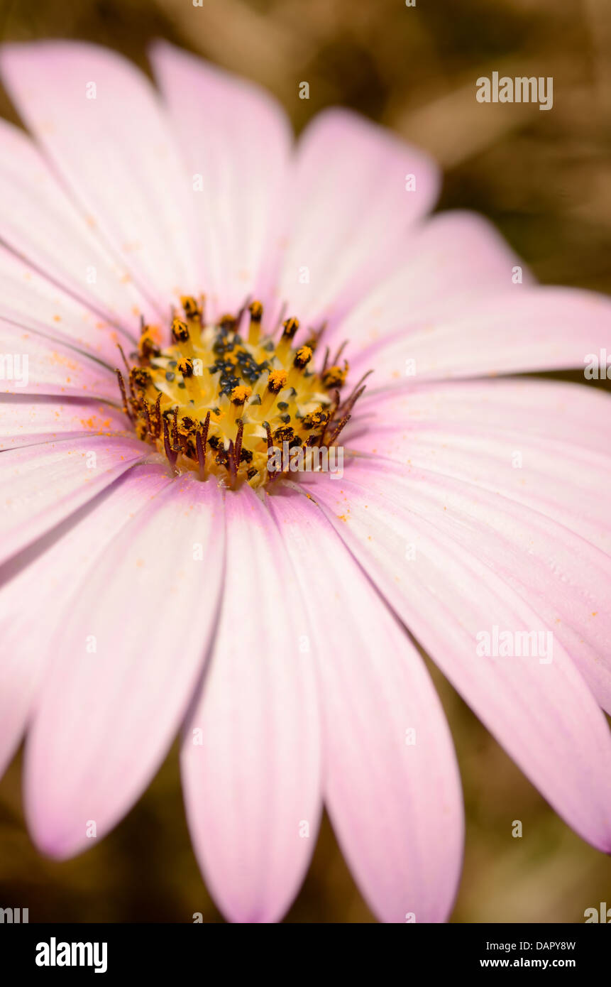 1 rosa Blüte Osteospermum Fruticosum Daisy viele Blütenblätter führt zu inneren Ring der Staubfäden Antheren Sonnentag Stockfoto
