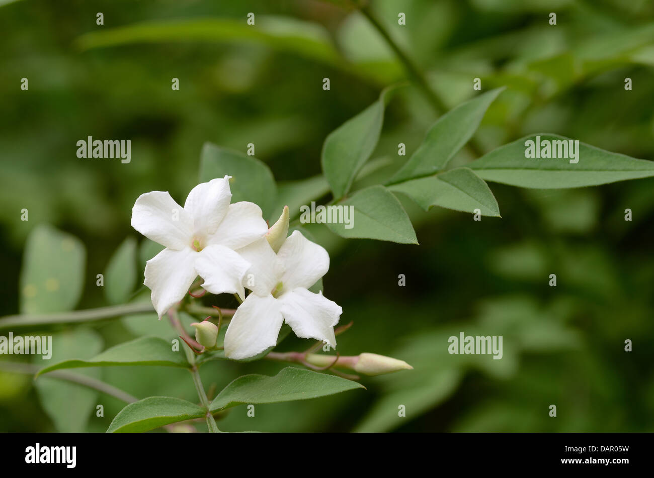 Luftigen weißen Jasminblüten auf Ast hängen vom Hintergrund Schecken bei Sonnenschein getrennt Stockfoto